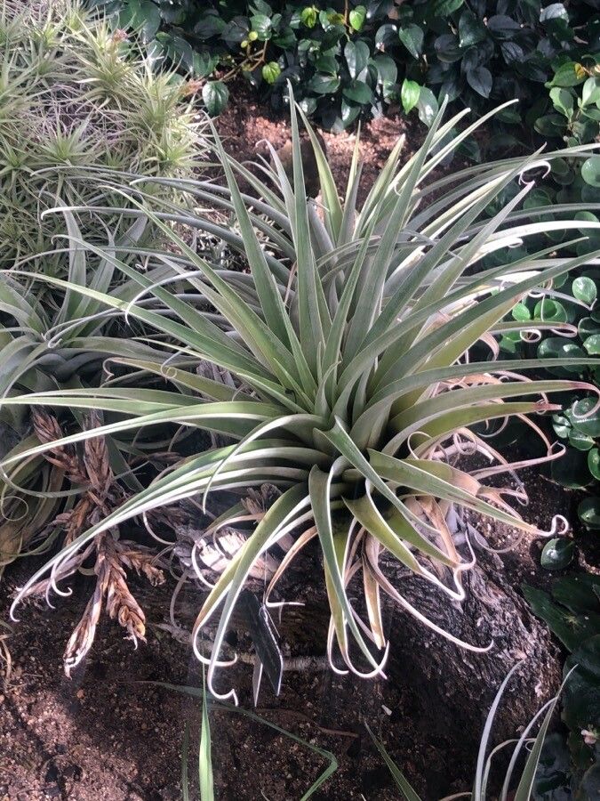 Tillandsia roseoscapa leaf