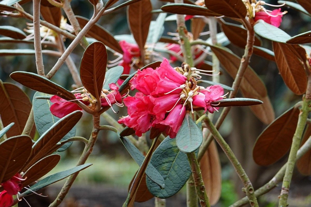 Rhododendron mallotum — houseplant care guide