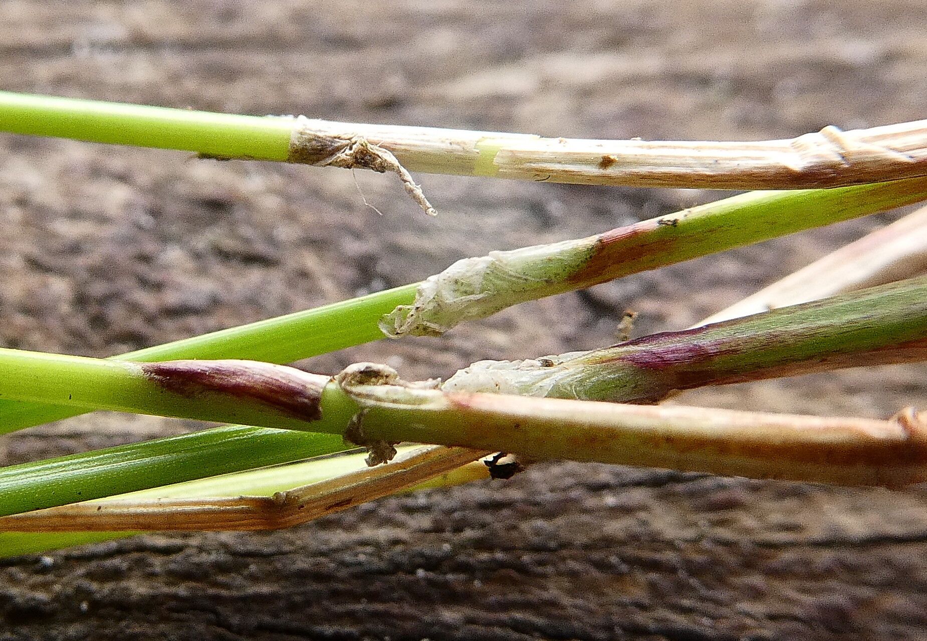 Eleocharis maculosa leaf