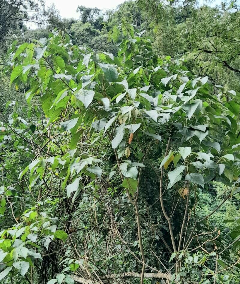 Croton piluliferus habit