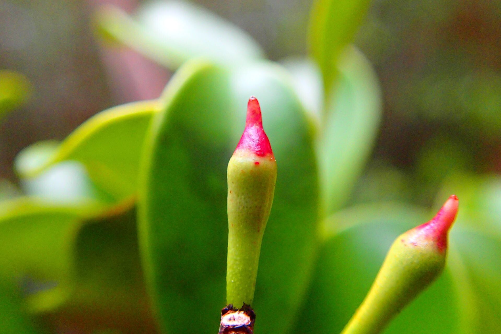 Syzygium brongniartii fruit