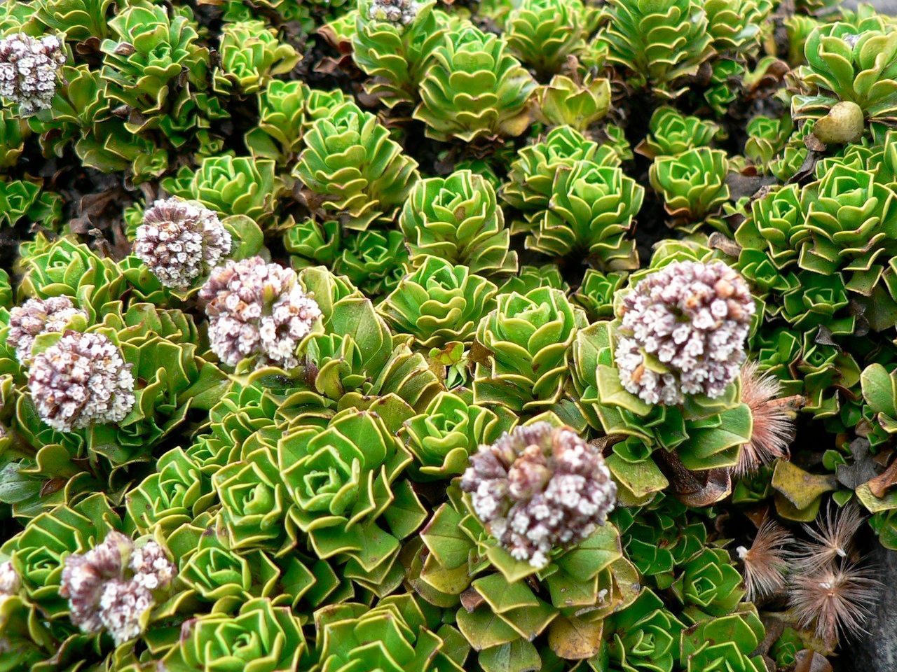 Valeriana alypifolia