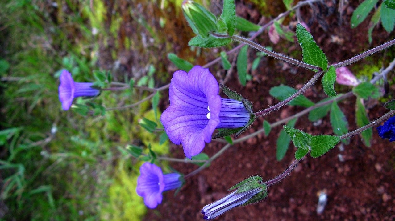 Campanula jacobaea — search result for 'Jacobaea'