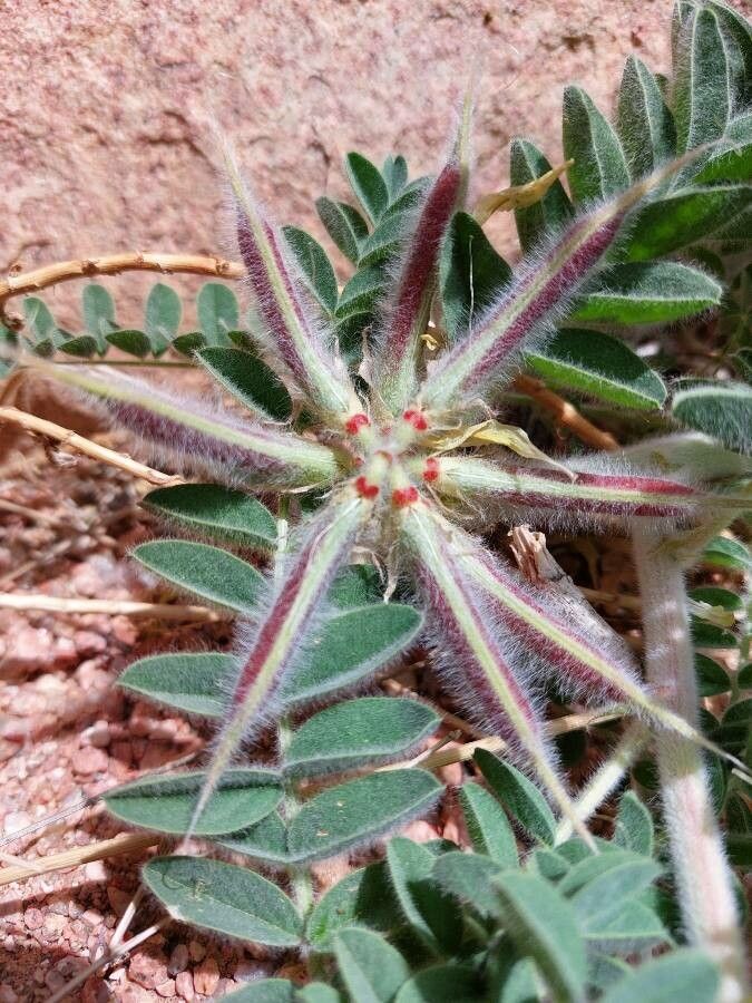 Astragalus sparsus fruit