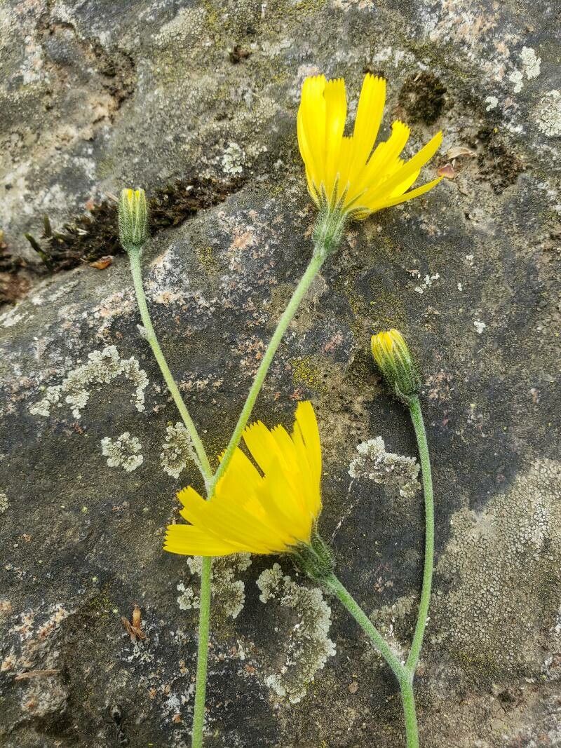 Hieracium franconicum — houseplant care guide