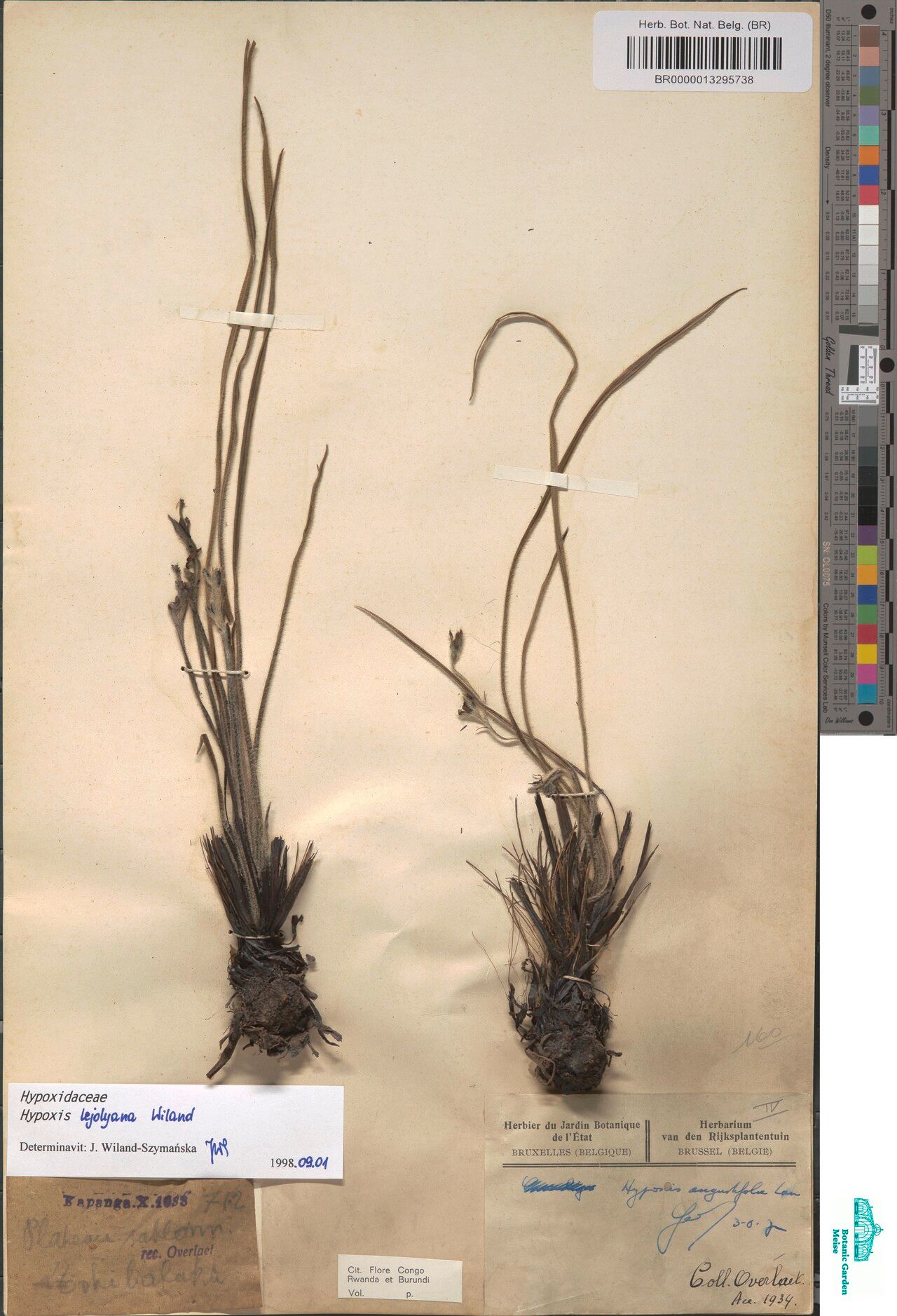 Hypoxis lejolyana — search result for 'Hypoxis'