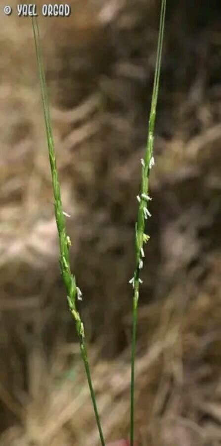 Aegilops longissima — search result for 'Aegilops'