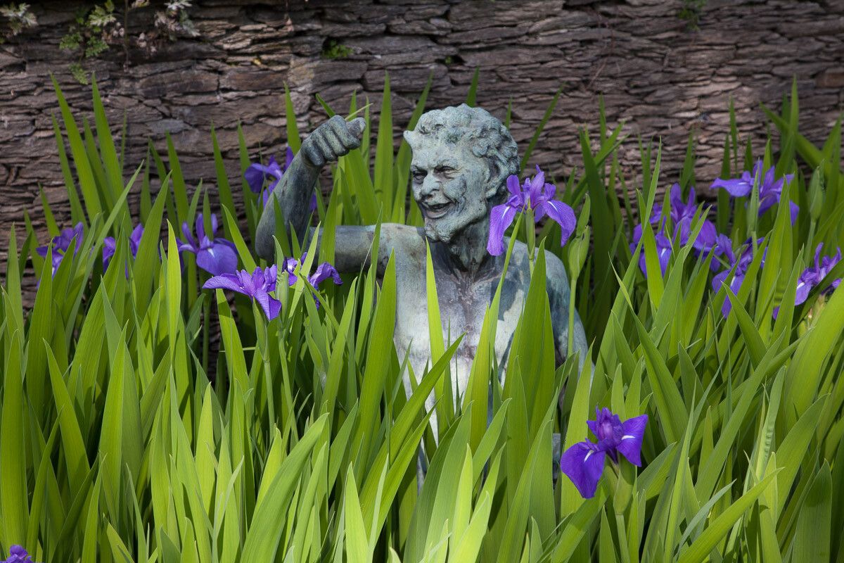 Iris laevigata — search result for 'Iris'