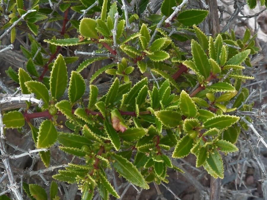 Rubia fruticosa leaf