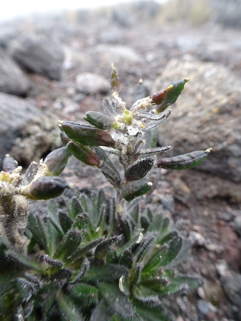 Draba pennell-hazenii fruit