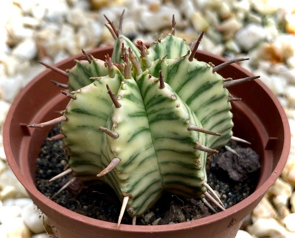 Euphorbia meloformis bark