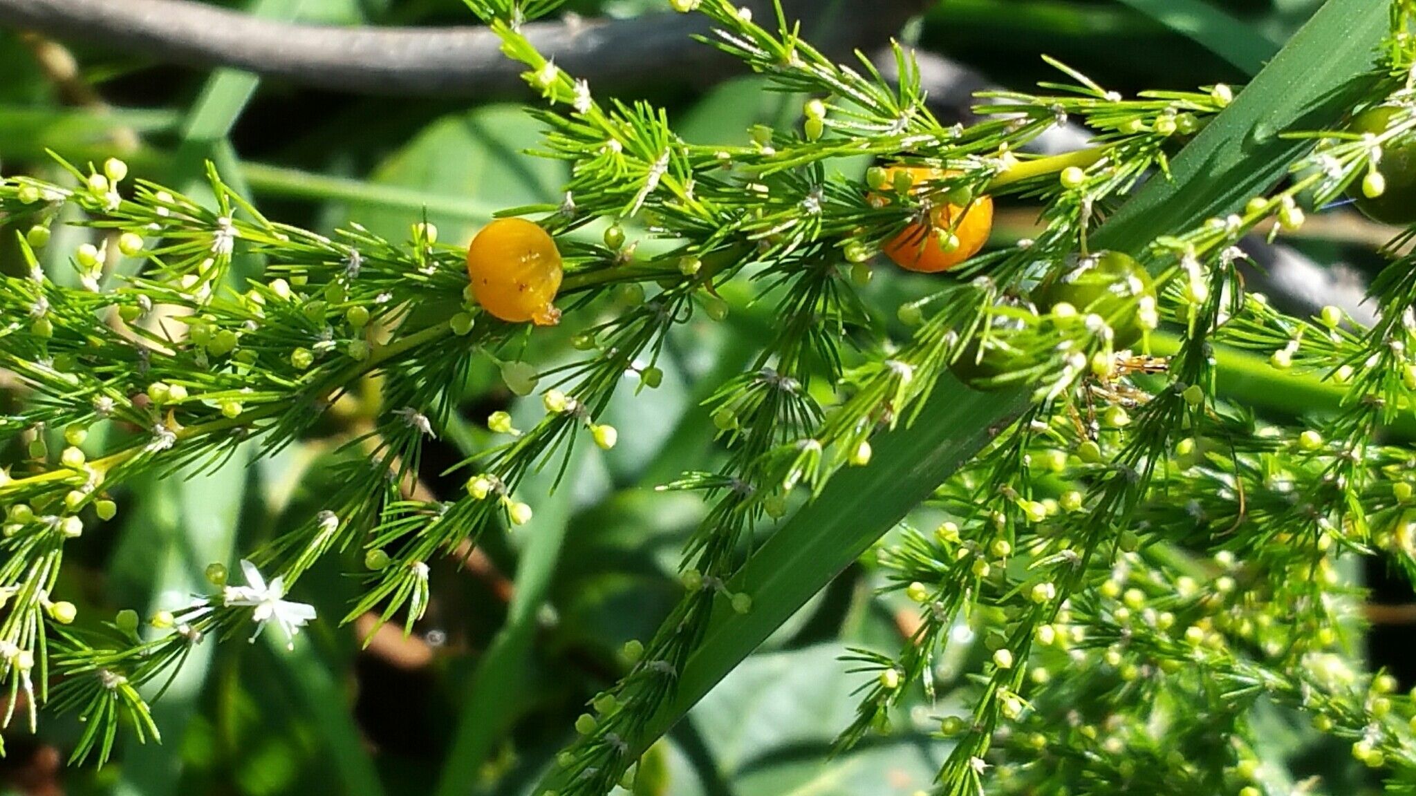 Asparagus vaginellatus leaf