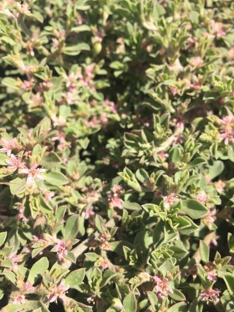 Galenia secunda — related species from the same genus