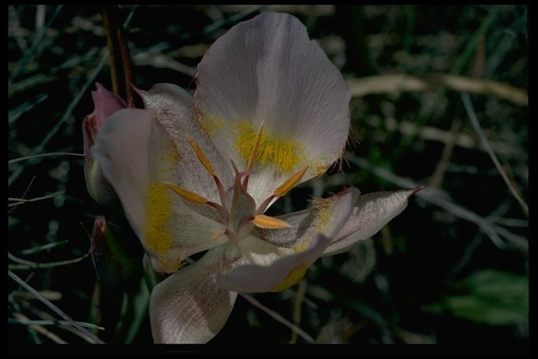 Calochortus persistens flower