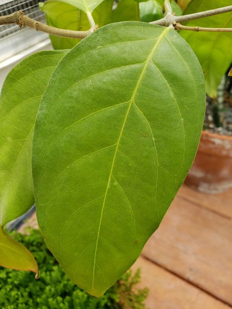 Hiptage benghalensis — houseplant care guide