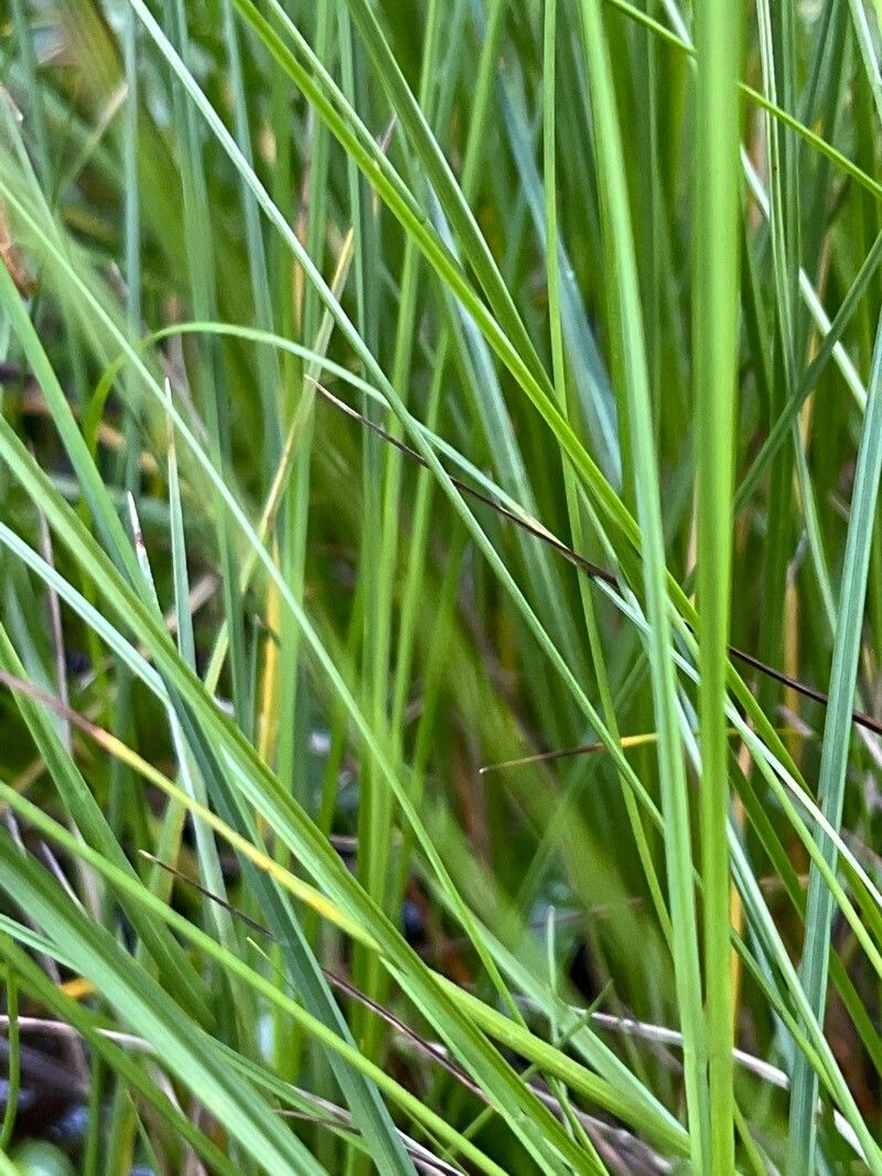Carex echinata leaf