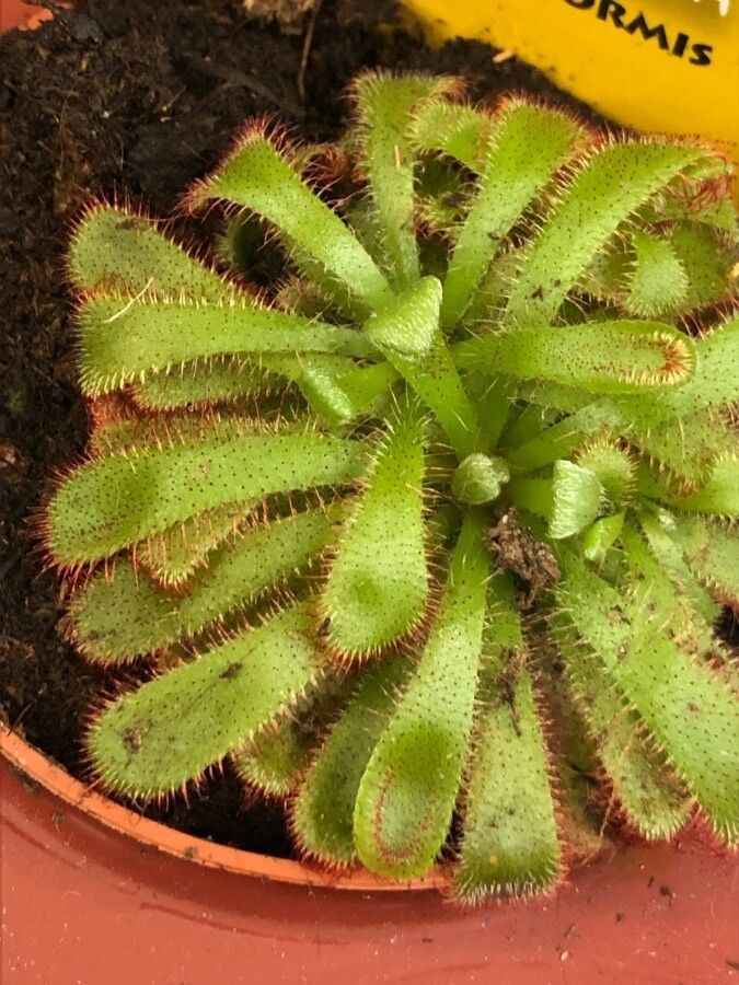 Drosera nidiformis leaf