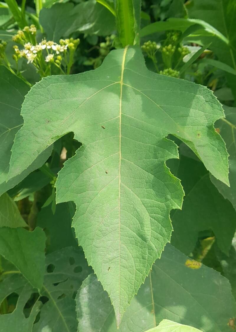 Verbesina macrophylla — houseplant care guide