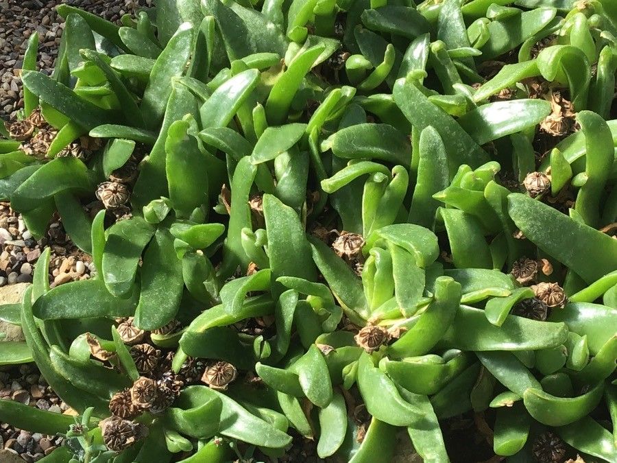 Glottiphyllum oligocarpum — search result for 'Aizoaceae'