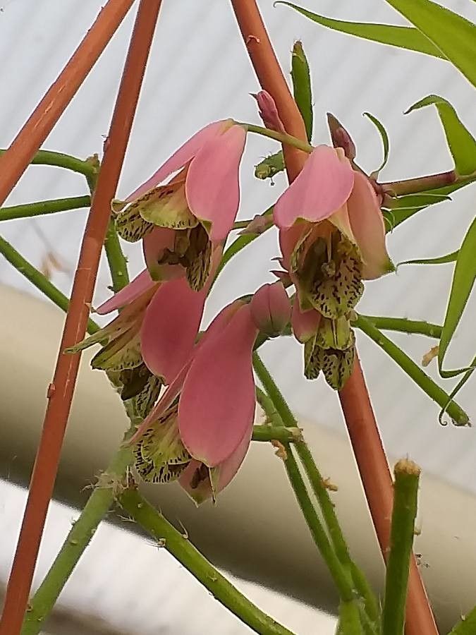 Bomarea edulis flower