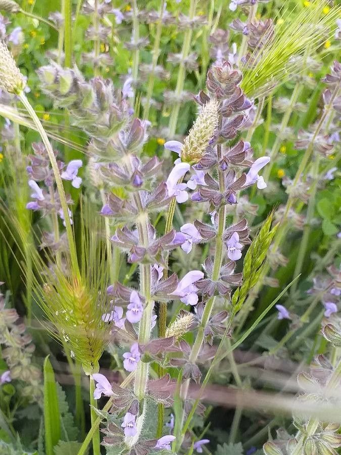 Salvia verbenaca flower