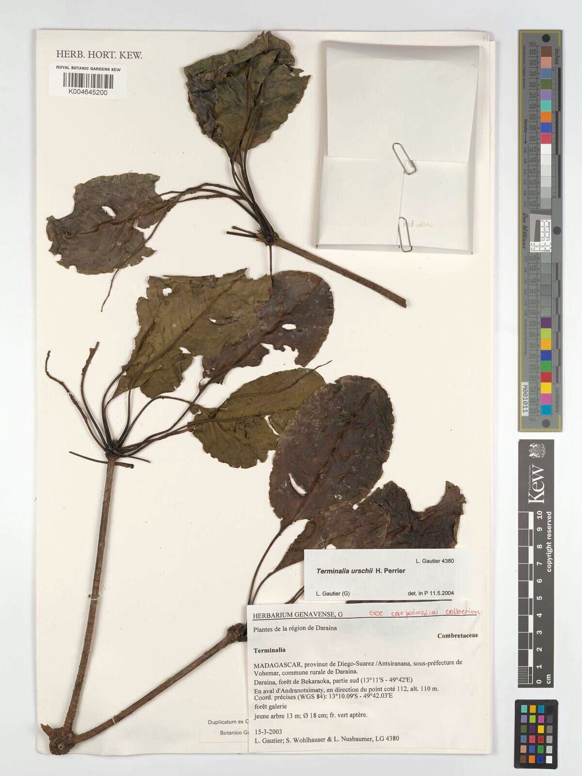 Terminalia urschii — houseplant care guide