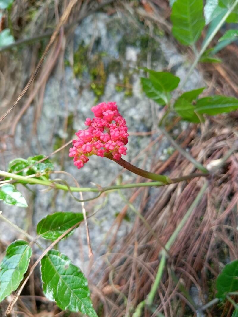 Cyphostemma microdipterum flower