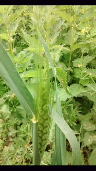 Triticum turgidum fruit