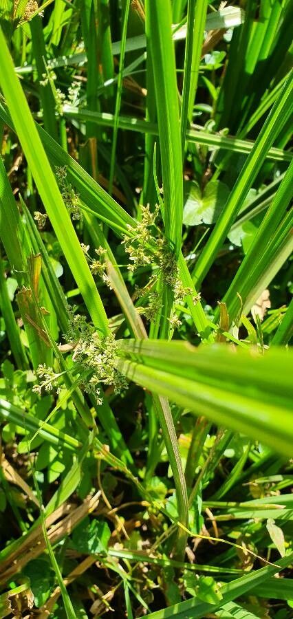 Cyperus assimilis — houseplant care guide