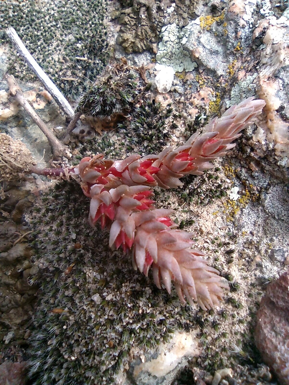 Sedum aetnense flower