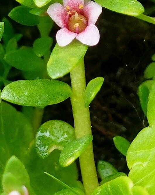 Lysimachia maritima bark