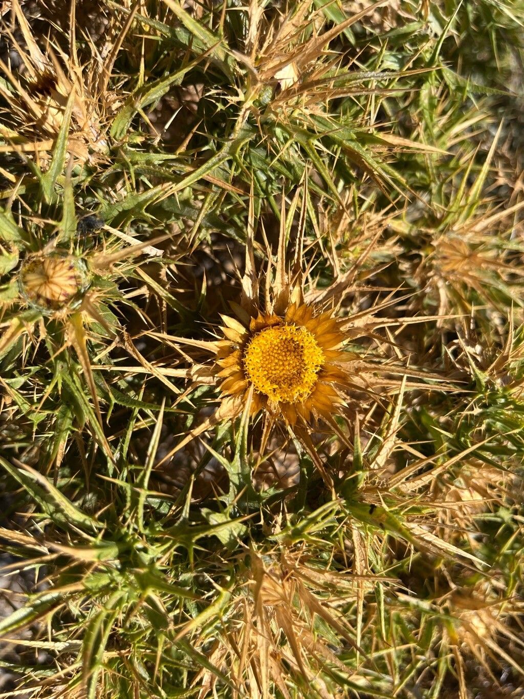 Carlina graeca flower