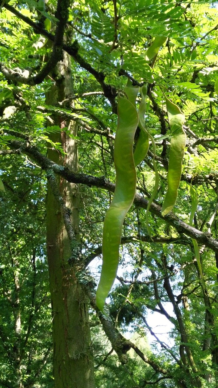 Gleditsia japonica