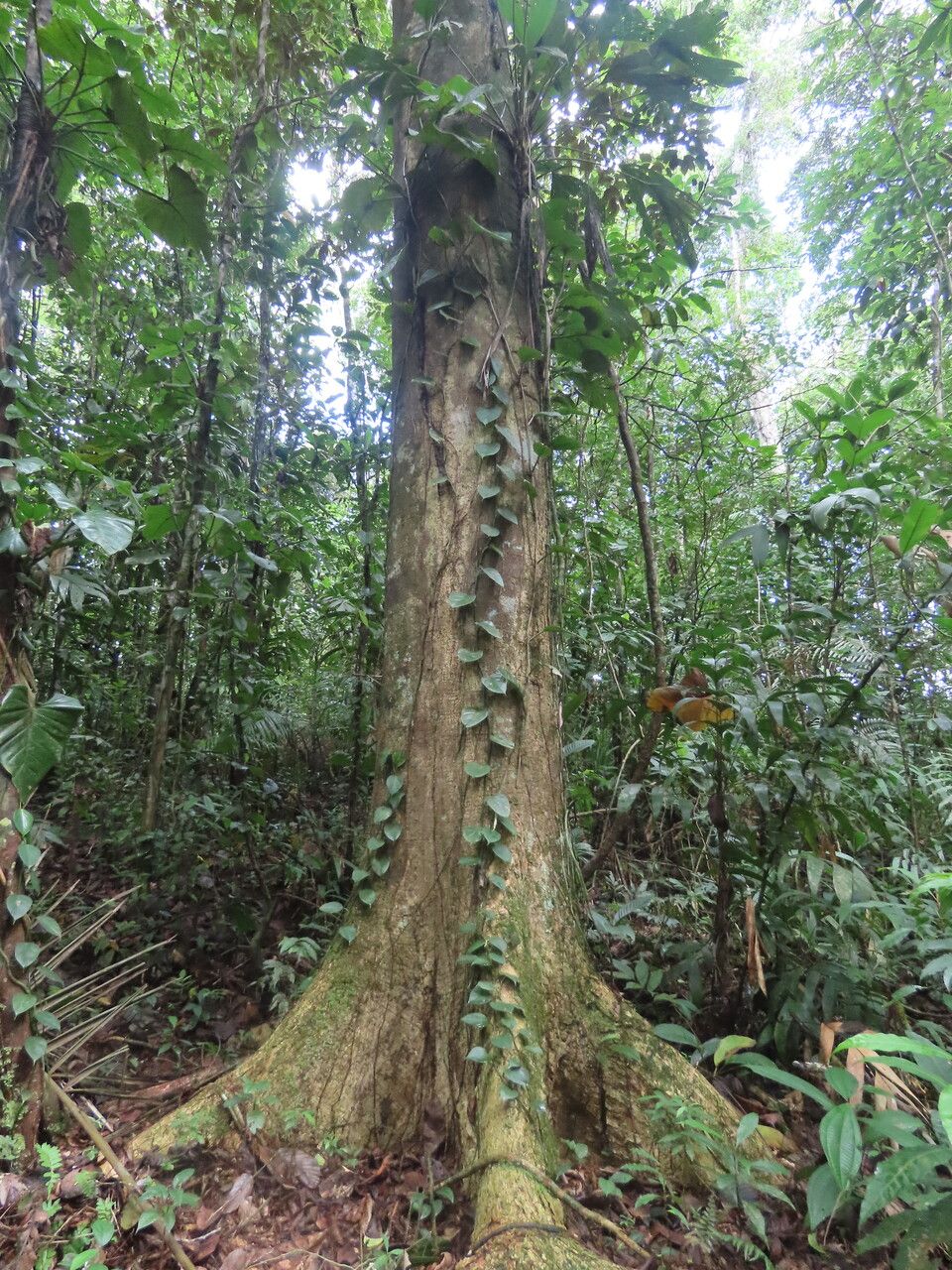 Enterolobium schomburgkii habit