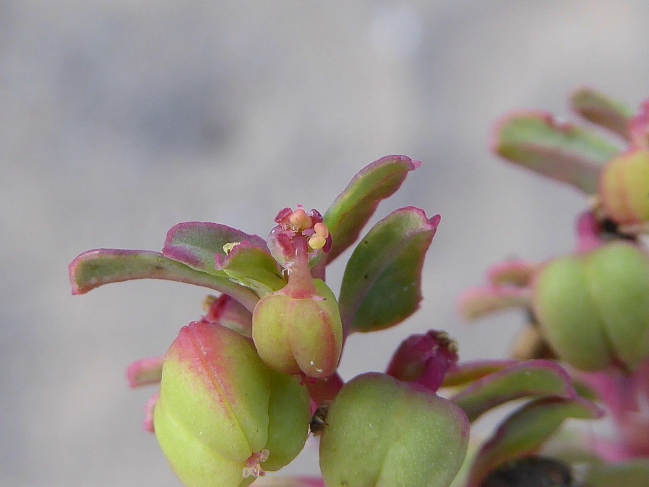 Euphorbia peplis flower