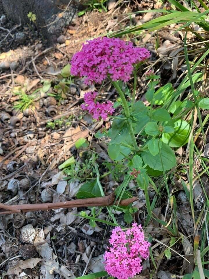 Centranthus macrosiphon flower