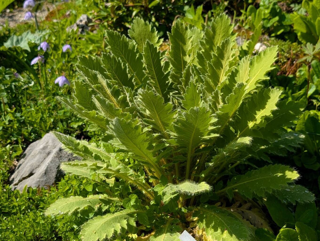Meconopsis napaulensis habit