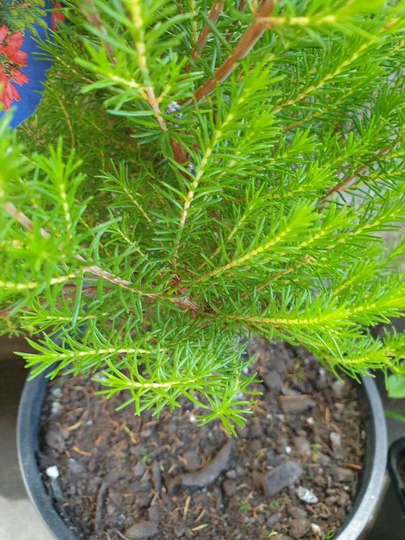 Erica oatesii — search result for 'Erica'