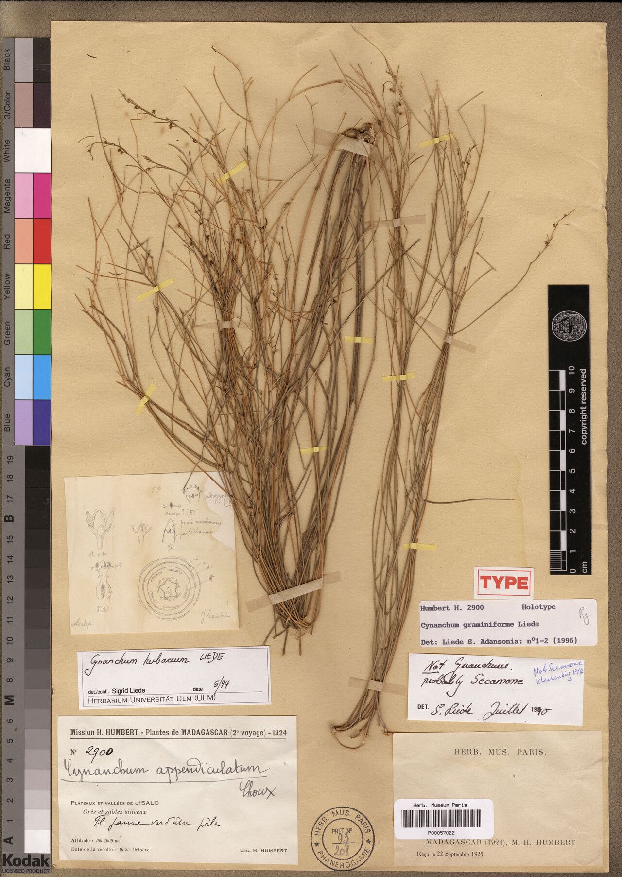 Cynanchum graminiforme — houseplant care guide