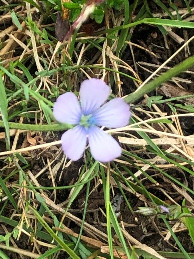 Linum bienne flower