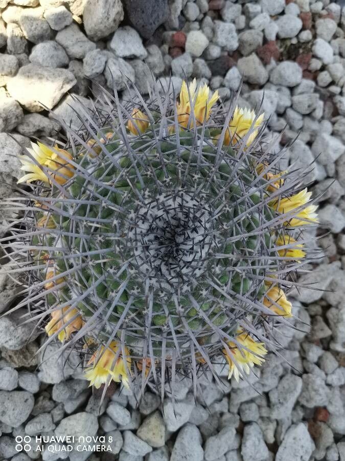Mammillaria gigantea flower