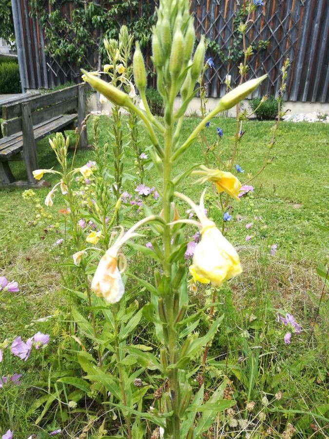 Oenothera villosa — search result for 'Oenothera'