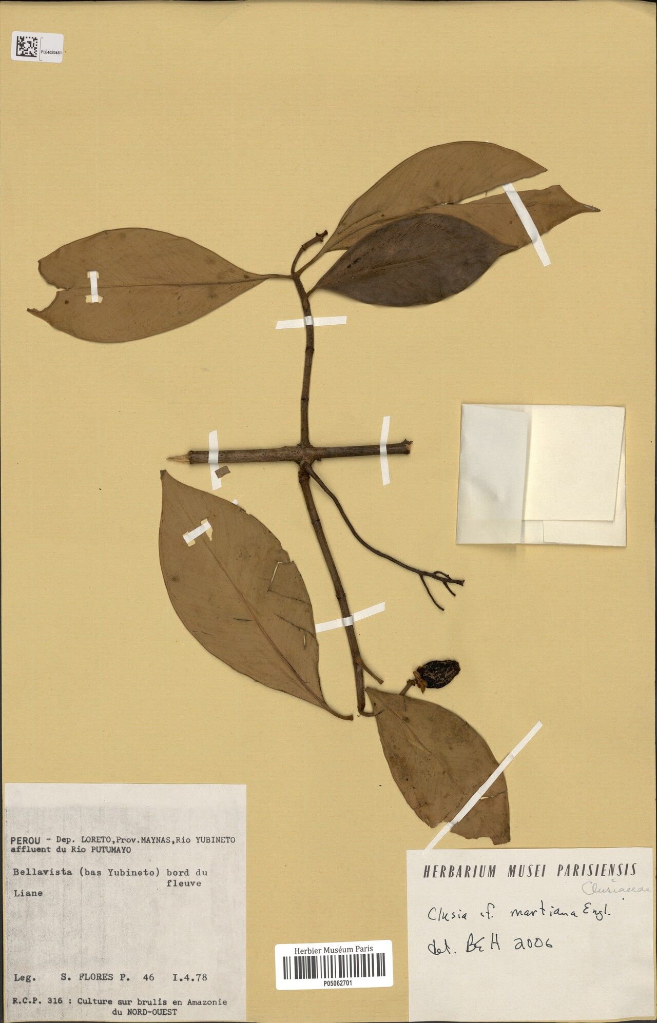 Clusia martiana fruit