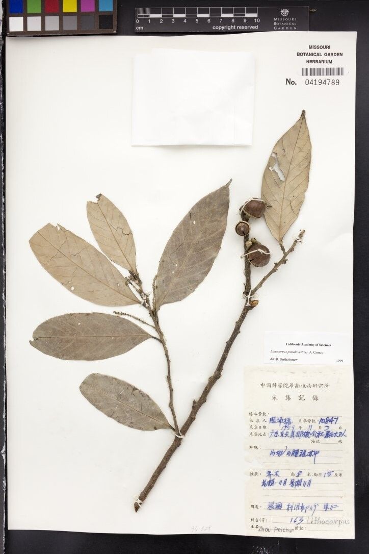 Lithocarpus pseudovestitus — houseplant care guide