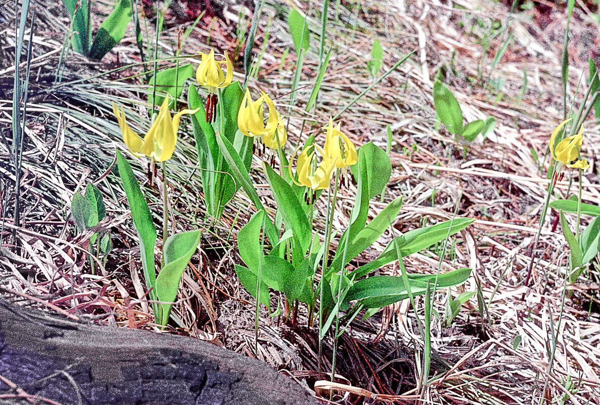 Erythronium grandiflorum leaf