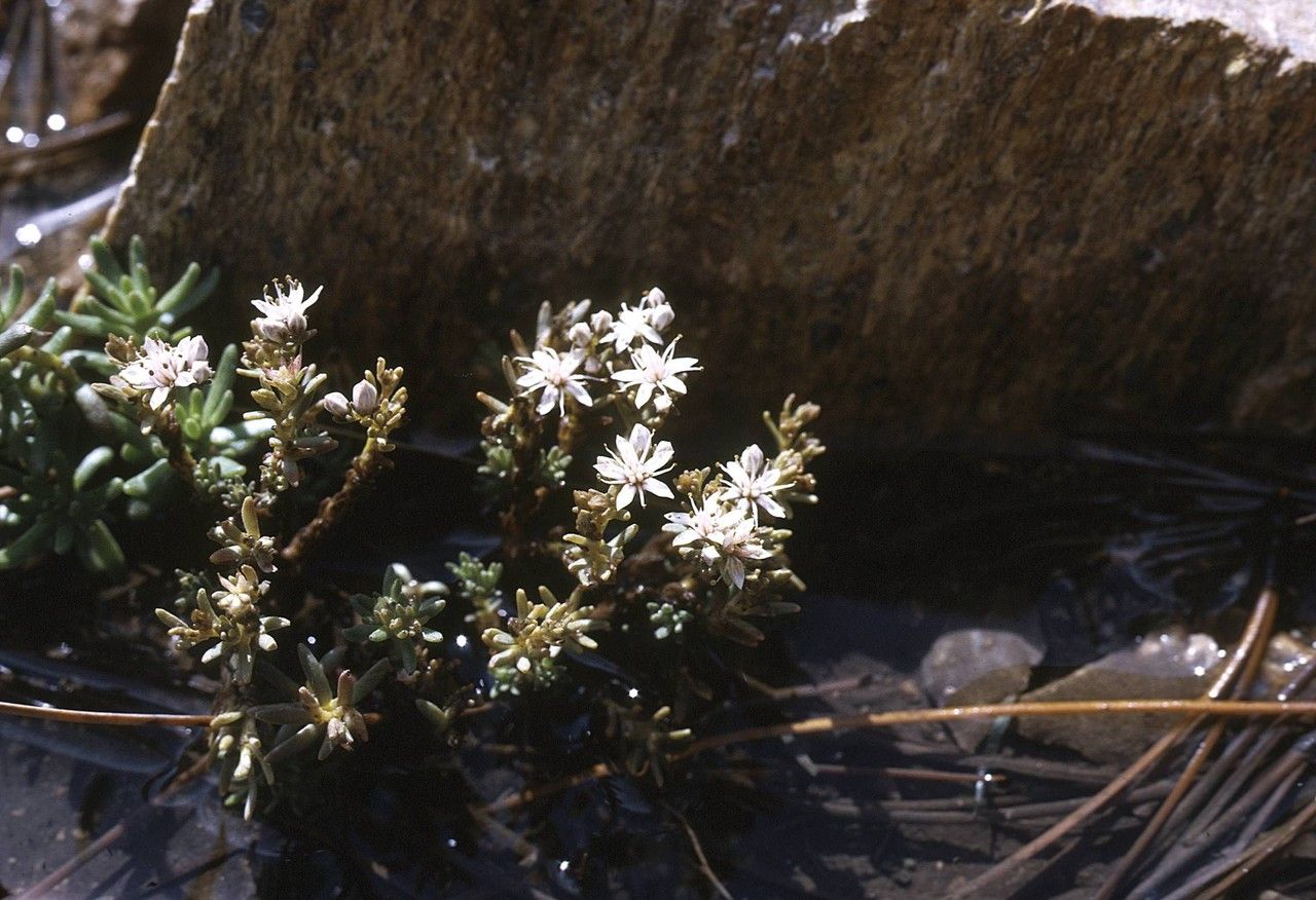 Sedum cockerellii — houseplant care guide
