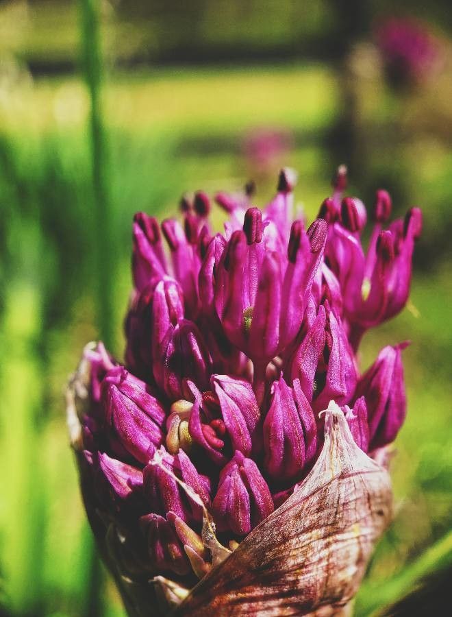 Allium falcifolium — search result for 'Allium'