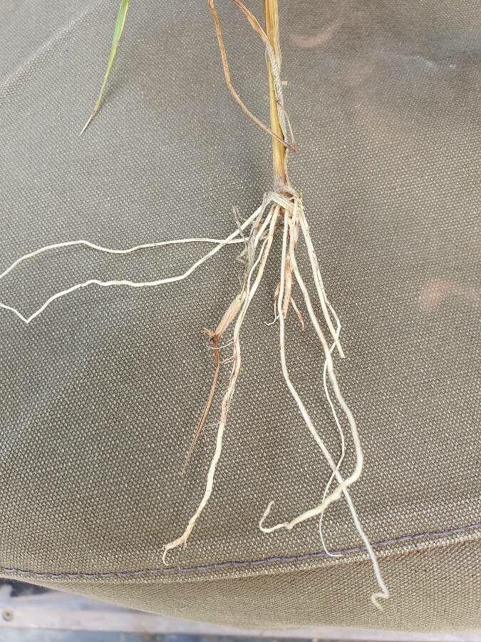 Brachiaria leersioides bark