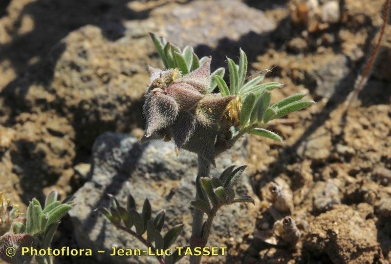 Astragalus epiglottis fruit