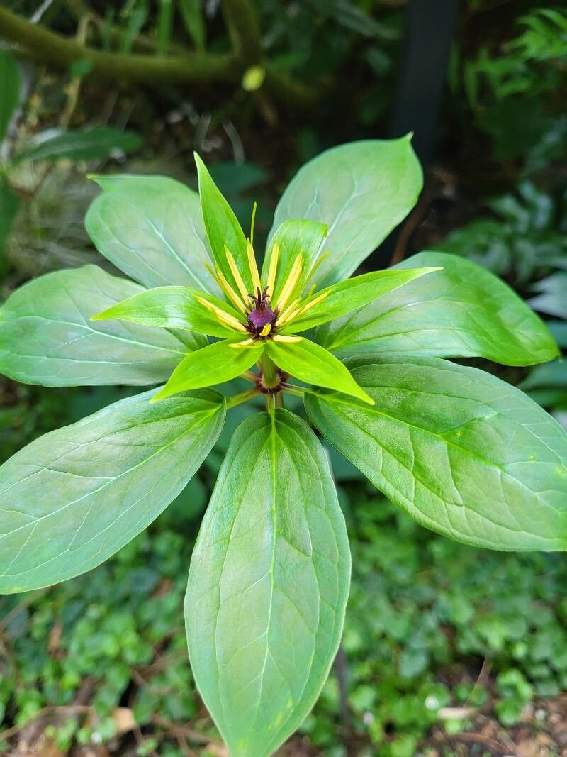 Paris polyphylla flower